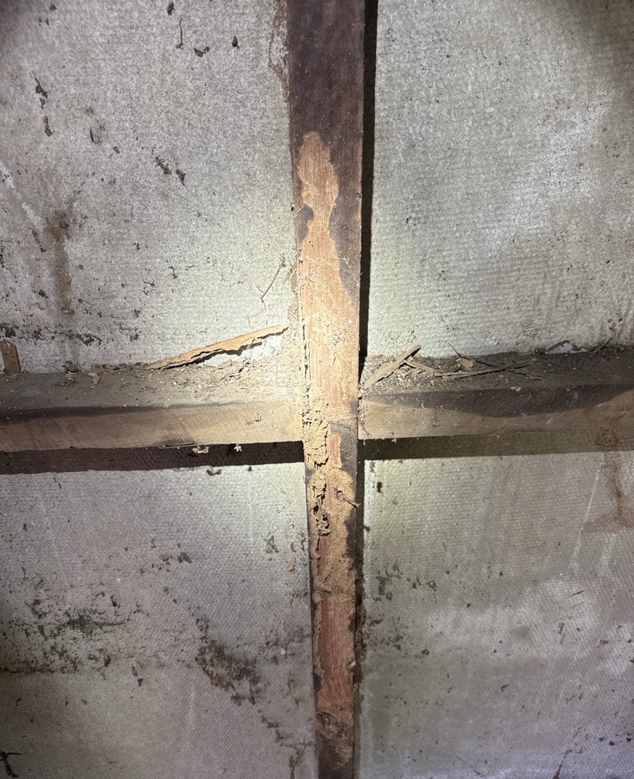 John inspecting subfloor timbers for termite damage